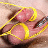 Tied Cock
