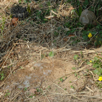 Outdoor pissing on the dry grass on a pond shore