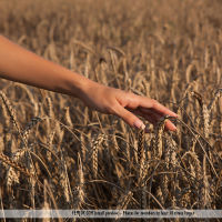 Field Of Gold